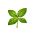 Basil