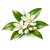 Bitter orange blossom