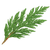 Cedar