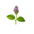 Sage