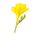 Freesia