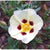 French Labdanum