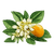 French Orange Flower