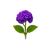 Heliotrope