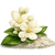 Jasmine Sambac