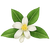 Neroli