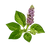 Patchouli