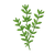 Thyme