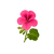 Geranium
