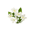 Jasmine