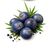 Juniper Berries
